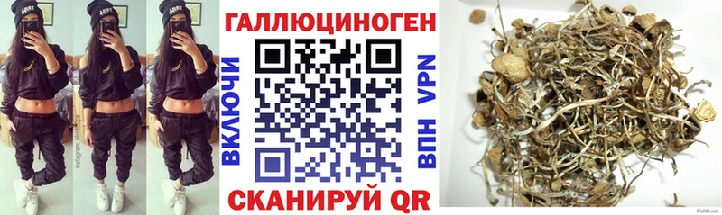 Галлюциногенные грибы Psilocybe  где найти наркотики  Кудрово 
